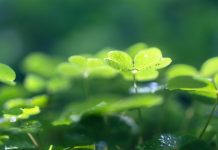 Güneşten Enerji Alırken Yağmur Suyu Akışını İzliyorlar