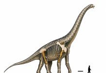 Güneydoğu Asya’nın En Büyük Dinozoru Keşfedildi
